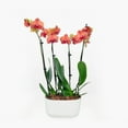 thumbnail image 1 of BloomsyBox Farm-Fresh Barcelona Orchid Duo, Low Maintenance, Perfect for Adding Natural Elegance to Your Indoor Space, Plant Delivery, Birthday Plants, Anniversary Plants, Wedding Plants, 1 of 2