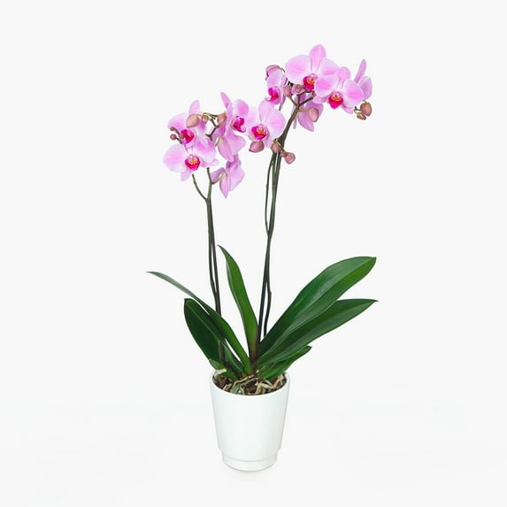 BloomsyBox Farm-Fresh Paris Phalaenopsis Orchid, Low Maintenance, Perfect for Adding Natural Elegance to Your Indoor Space, Plant Delivery, Birthday Plants, Anniversary Plants, Wedding Plants