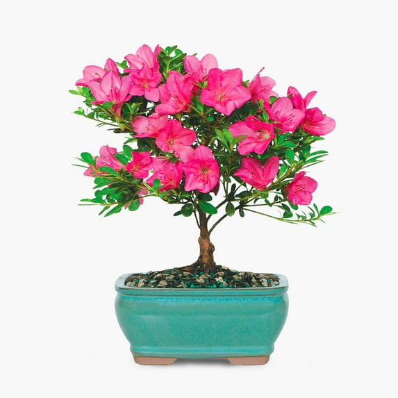 BloomsyBox Farm-Fresh Satsuki Azalea, Low Maintenance, Perfect for Adding Natural Elegance to Your Indoor Space, Plant Delivery, Birthday Plants, Anniversary Plants, Wedding Plants