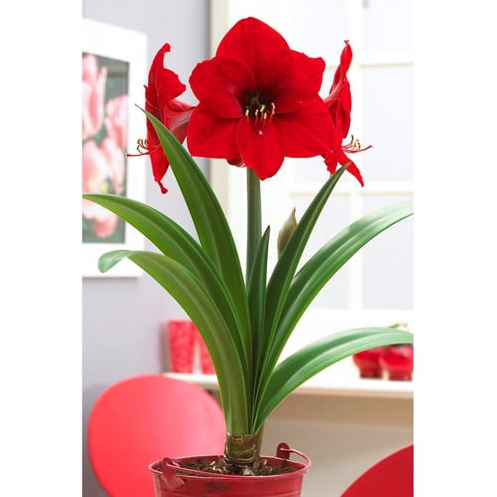 Bloomsz 05820 Economy Amaryllis Red Lion, Pack of 3