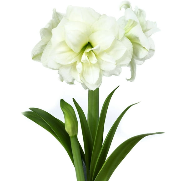 Bloomsz Amaryllis Alfresco 26/28cm, 1-Pack