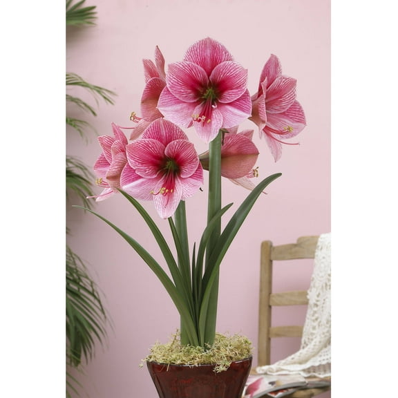 Bloomsz Amaryllis Purple Rain 26/28cm, 1-Pack