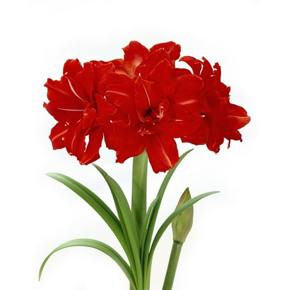 Bloomsz Amaryllis Red Peacock 26/28cm, 1-Pack