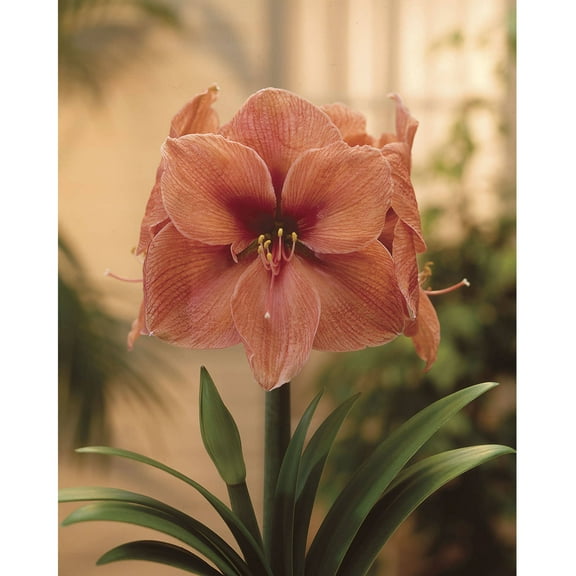 Bloomsz Amaryllis Rilona 26/28cm, 1-Pack