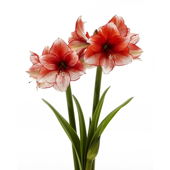 Bloomsz Amaryllis Stardust 26/28cm, 1-Pack