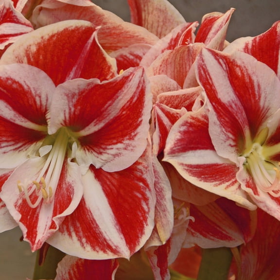 Bloomsz Amaryllis Super Star 26/28cm, 1-Pack