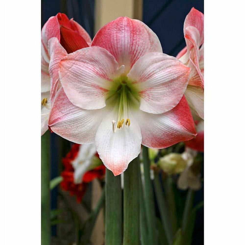 Bloomsz Apple Blossom Amaryllis Plant Bulbs (12 Count)