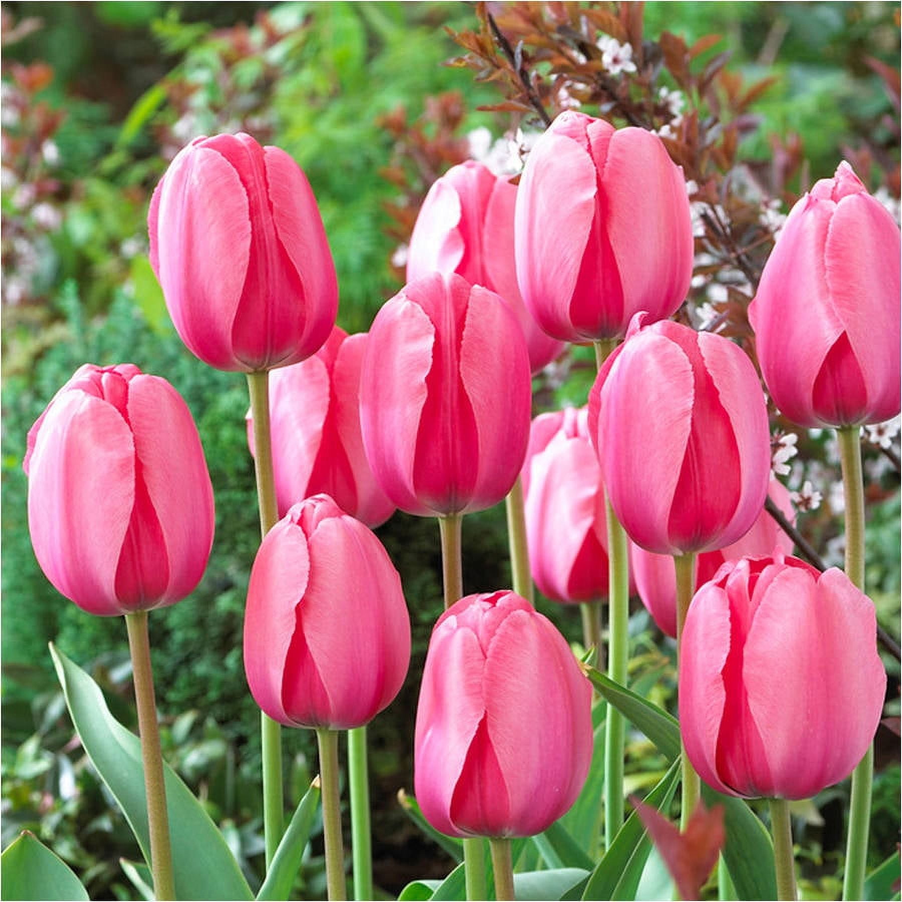 Bloomsz Darwin Tulip Bulbs Pink Impression Flower Bulb, 20-Pack ...