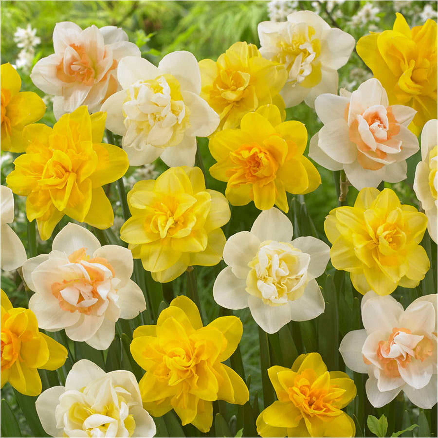 Bloomsz Double Daffodil Mix Flower Bulb (8Pack)