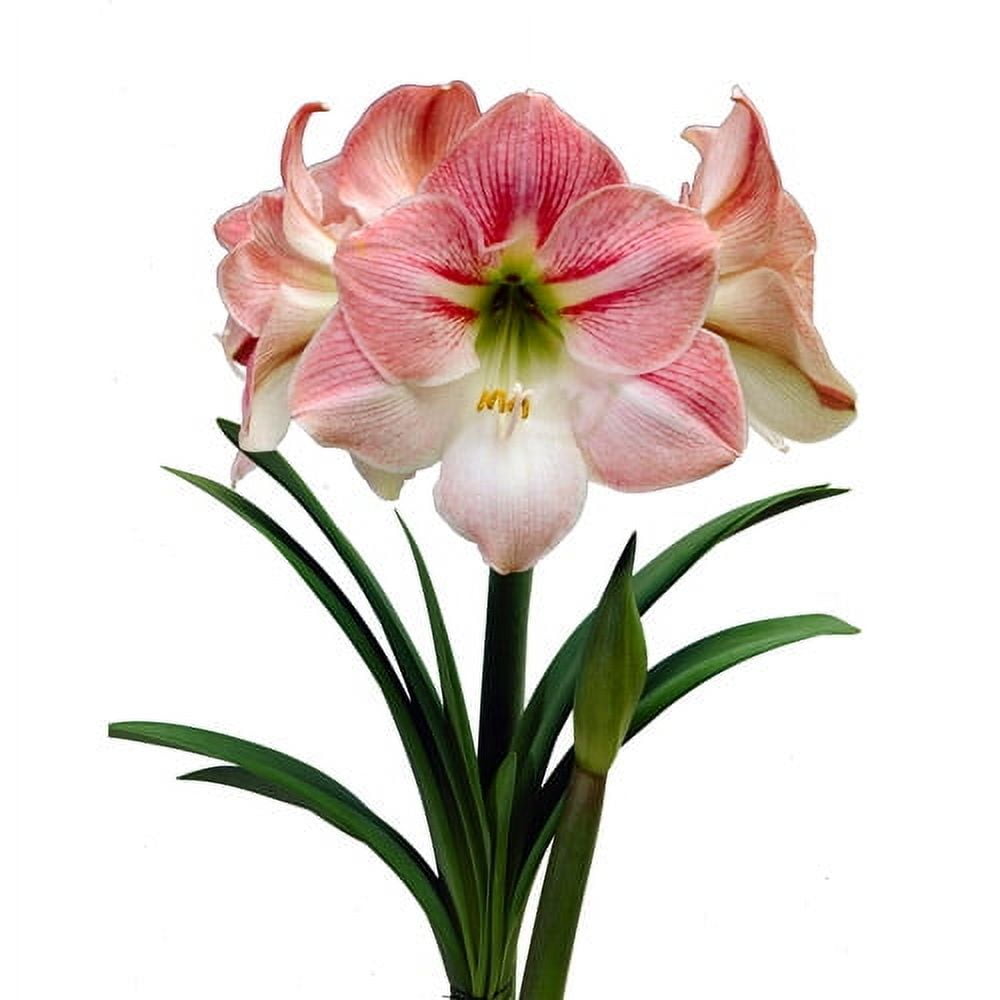 Bloomsz Economy 12-pack Amaryllis Apple