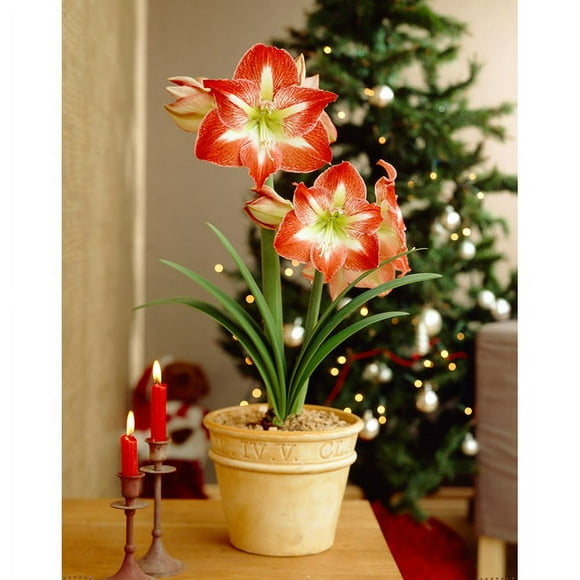 Bloomsz Economy 12-pack Amaryllis Minerv