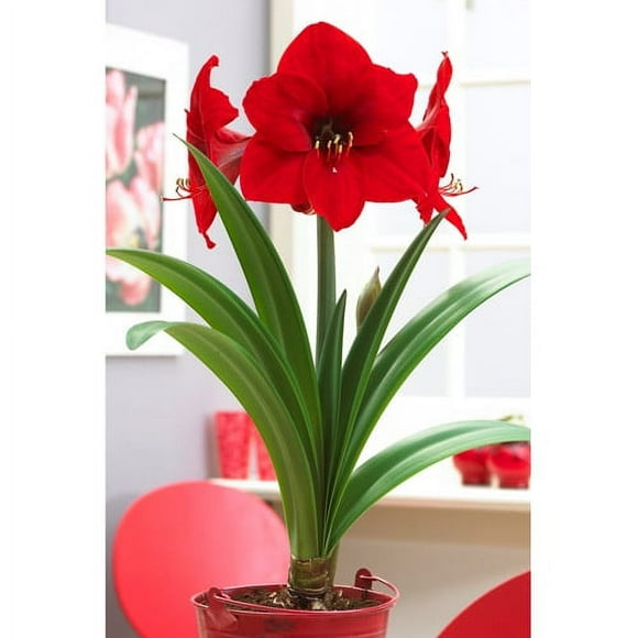 Bloomsz Economy 12-pack Amaryllis Red Li