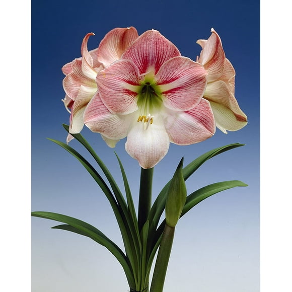 Bloomsz Economy 5-pack Amaryllis Apple B