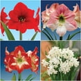 thumbnail image 1 of Bloomsz Economy Amaryllis (3) and Paperwhite (12) Collection, 1 of 1