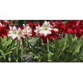 thumbnail image 1 of Bloomsz Mixed Garden Amaryllis Bulbs Plant (12 Pack), 1 of 3