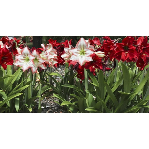 Bloomsz Mixed Garden Amaryllis Bulbs Plant (12 Pack)