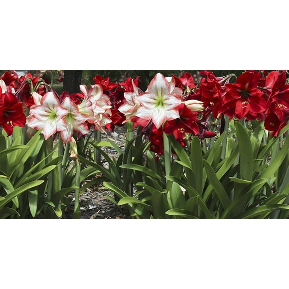 Bloomsz Mixed Garden Amaryllis Bulbs Plant (12 Pack)