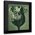 thumbnail image 1 of Blossfeldt, Karl 11x14 Black Modern Framed Museum Art Print Titled - Tellima randiflora (Fringe Cups), 1 of 5