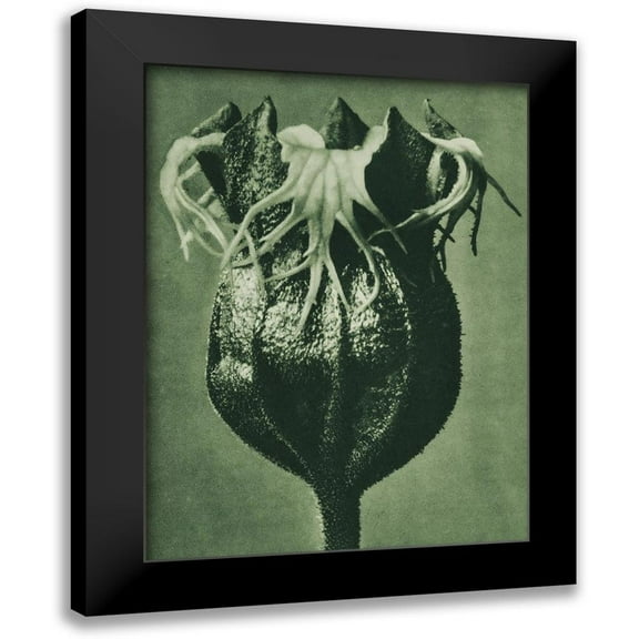 Blossfeldt, Karl 11x14 Black Modern Framed Museum Art Print Titled - Tellima randiflora (Fringe Cups)
