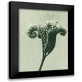 thumbnail image 1 of Blossfeldt, Karl 12x14 Black Modern Framed Museum Art Print Titled - Phacelia tanacetifolia (Lacy Phacelia), 1 of 5