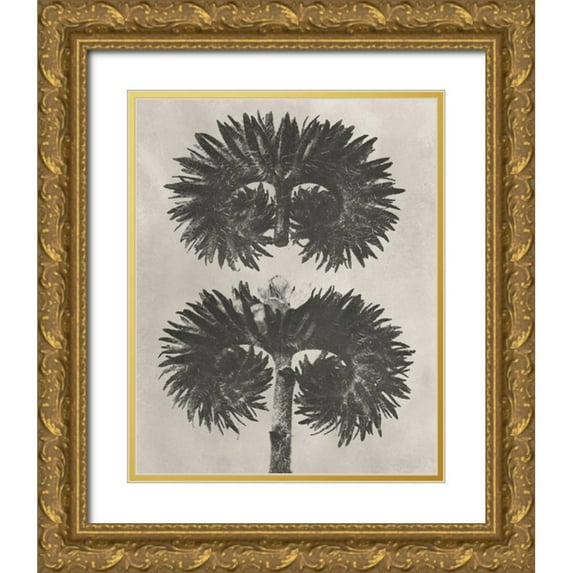 Blossfeldt, Karl 12x14 Gold Ornate Wood Framed with Double Matting Museum Art Print Titled - Blossfeldt Botanical V