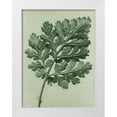 thumbnail image 1 of Blossfeldt, Karl 12x14 White Modern Wood Framed Museum Art Print Titled - Chrysanthemum parthenium (Feverfew chrysanthemum), 1 of 4