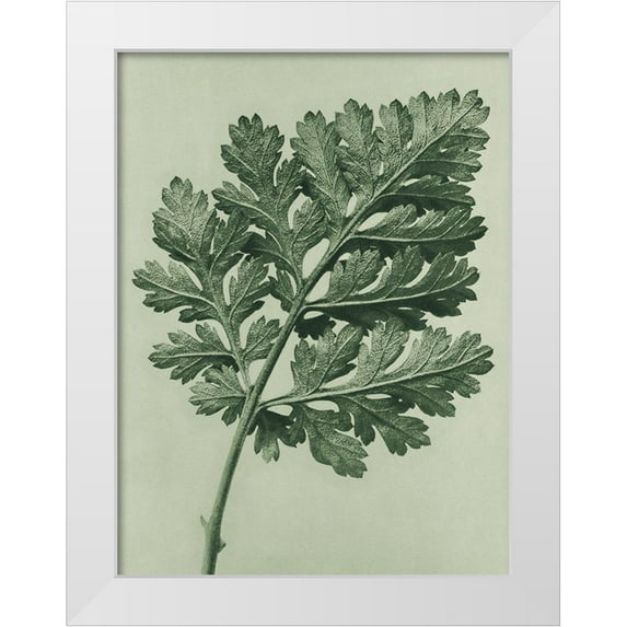 Blossfeldt, Karl 12x14 White Modern Wood Framed Museum Art Print Titled - Chrysanthemum parthenium (Feverfew chrysanthemum)