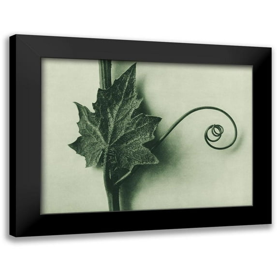 Blossfeldt, Karl 14x12 Black Modern Framed Museum Art Print Titled - Bryonia Alba (White Bryony)
