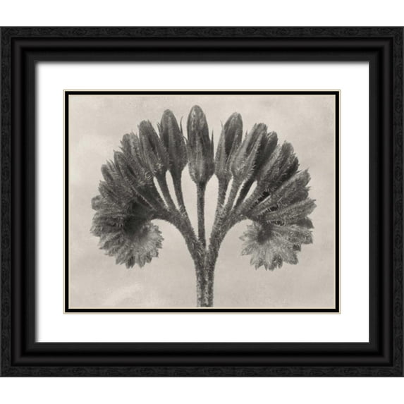 Blossfeldt, Karl 14x12 Black Ornate Wood Framed with Double Matting Museum Art Print Titled - Blossfeldt Botanical VII