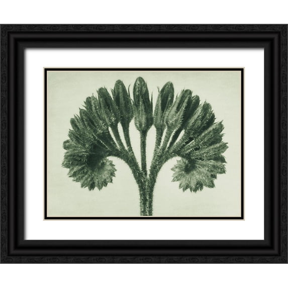 Blossfeldt, Karl 14x12 Black Ornate Wood Framed with Double Matting Museum Art Print Titled - Symphytum Officinale (Common Comfrey)