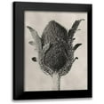 thumbnail image 1 of Blossfeldt, Karl 15x18 Black Modern Framed Museum Art Print Titled - Blossfeldt Botanical VI, 1 of 5