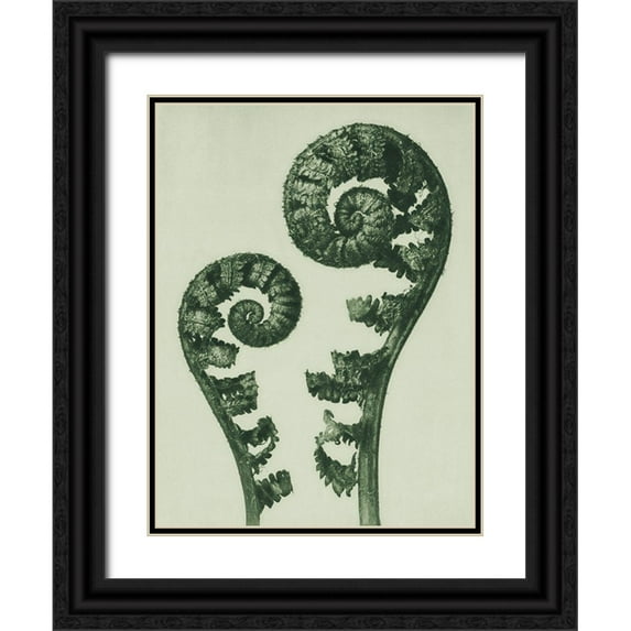 Blossfeldt, Karl 15x18 Black Ornate Wood Framed with Double Matting Museum Art Print Titled - Aspidium Filix Mas (Shield Fern Fronds)
