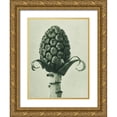 thumbnail image 1 of Blossfeldt, Karl 15x18 Gold Ornate Wood Framed with Double Matting Museum Art Print Titled - Petasites Officinalis (Butterbur), 1 of 4