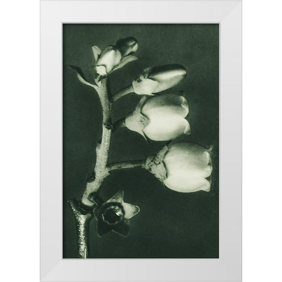 Blossfeldt, Karl 17x24 White Modern Wood Framed Museum Art Print Titled - Vaccinium Corymbosum (Blueberry)