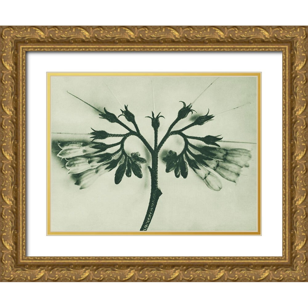 Blossfeldt, Karl 18x15 Gold Ornate Wood Framed with Double Matting