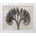 thumbnail image 1 of Blossfeldt, Karl 18x15 White Modern Wood Framed Museum Art Print Titled - Blossfeldt Botanical VII, 1 of 4