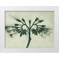 thumbnail image 1 of Blossfeldt, Karl 18x15 White Modern Wood Framed Museum Art Print Titled - Symphytum officinale (Common Comfrey), 1 of 4