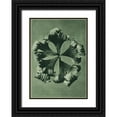 thumbnail image 1 of Blossfeldt, Karl 18x24 Black Ornate Wood Framed with Double Matting Museum Art Print Titled - Trollius Europaeus (Globeflower), 1 of 4