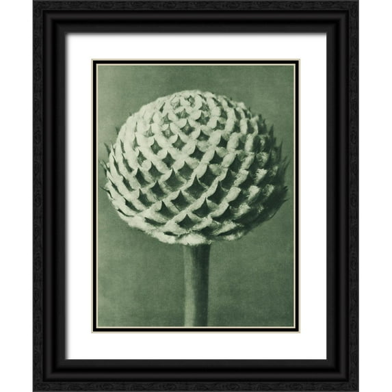 Blossfeldt, Karl 19x24 Black Ornate Wood Framed with Double Matting Museum Art Print Titled - Cephalaria (Small Teasel)