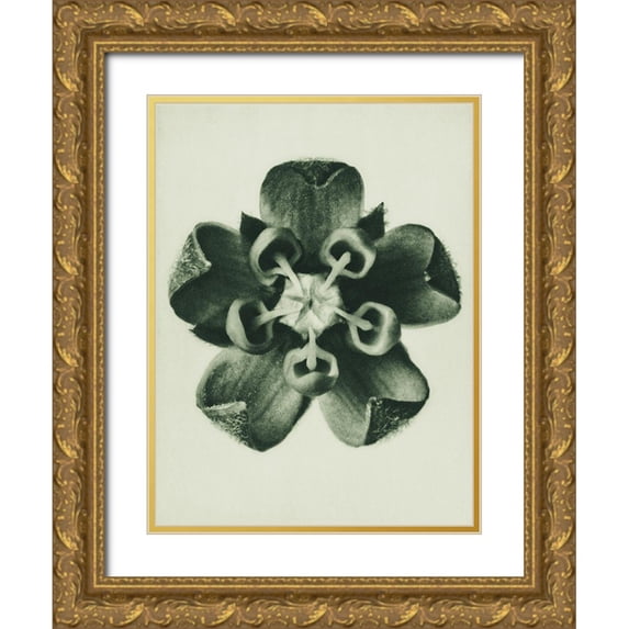 Blossfeldt, Karl 19x24 Gold Ornate Wood Framed with Double Matting Museum Art Print Titled - Asclepias Syriaca (Common Milkweed)