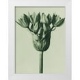 thumbnail image 1 of Blossfeldt, Karl 19x24 White Modern Wood Framed Museum Art Print Titled - Allium Ostroroskianum (ornamental onion), 1 of 4