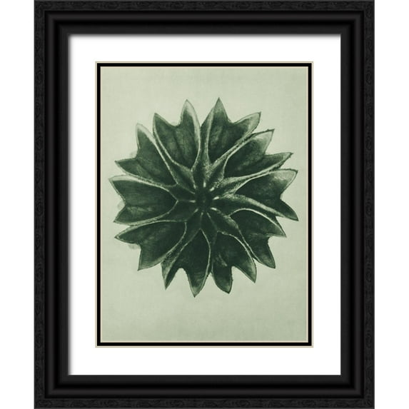 Blossfeldt, Karl 25x32 Black Ornate Wood Framed with Double Matting Museum Art Print Titled - Abutilon (Lime Mallow)