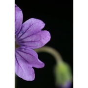 Blossom Notebook