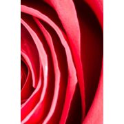 Blossom Notebook Paperback