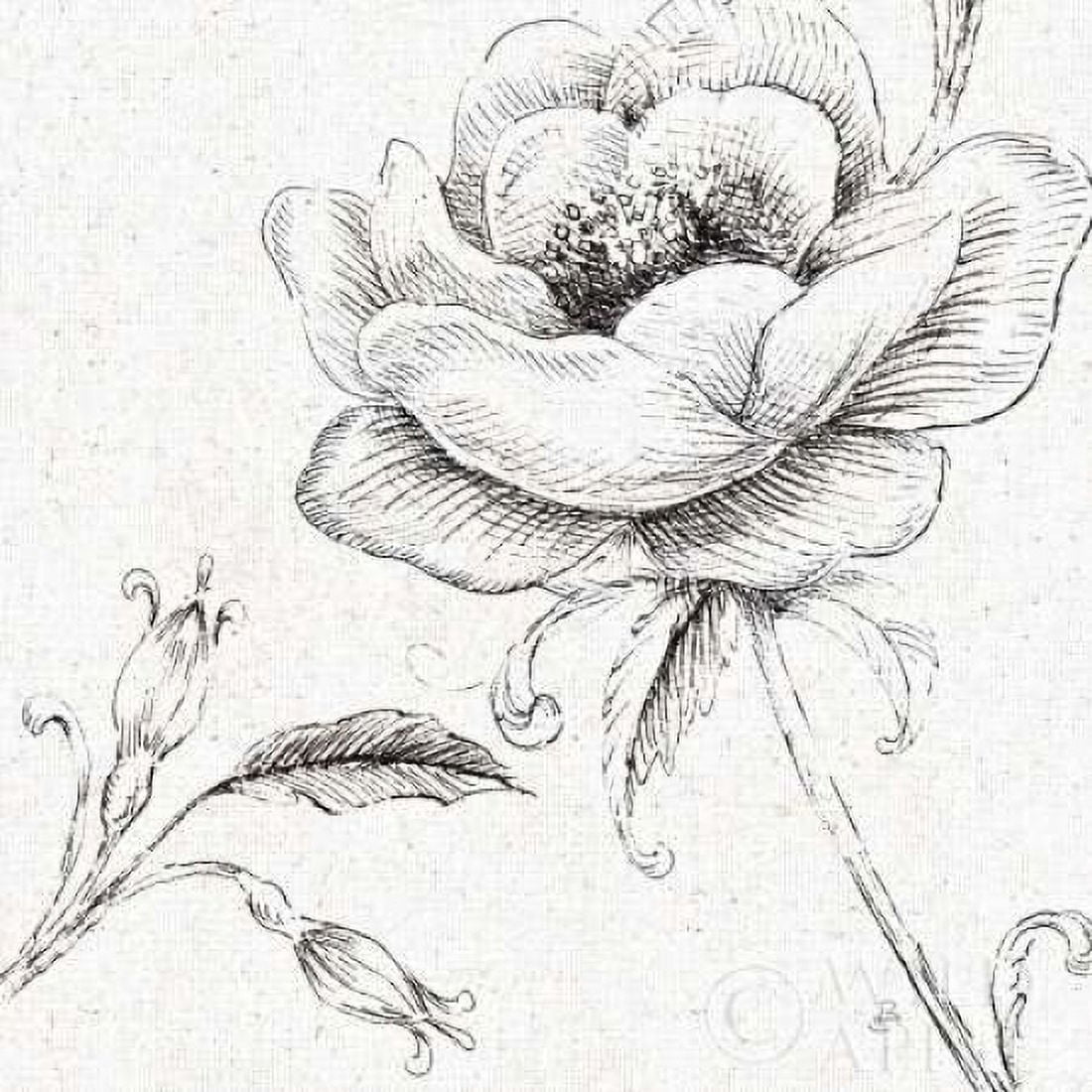 Blossom Sketches II Canvas Art - Daphne Brissonnet (24 x 24)