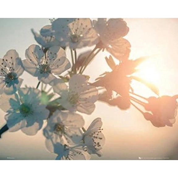 Blossom Sun Flower Poster (16 X 20)
