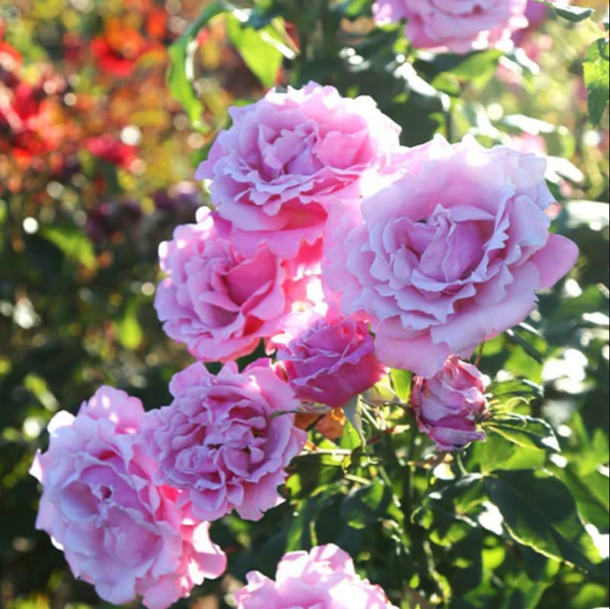 Pink Rotted Roses Blossom Time Rose Live Starter Plant for Planting, Pink Roses Bushes ...