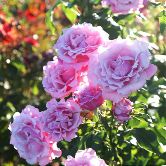 Blossom Time Rose Live Starter Plant for Planting, Pink Roses Bushes Plant Live Tree, Fragrant and Well-Rooted 4 to 6 Inch Tall, Ship No Pot