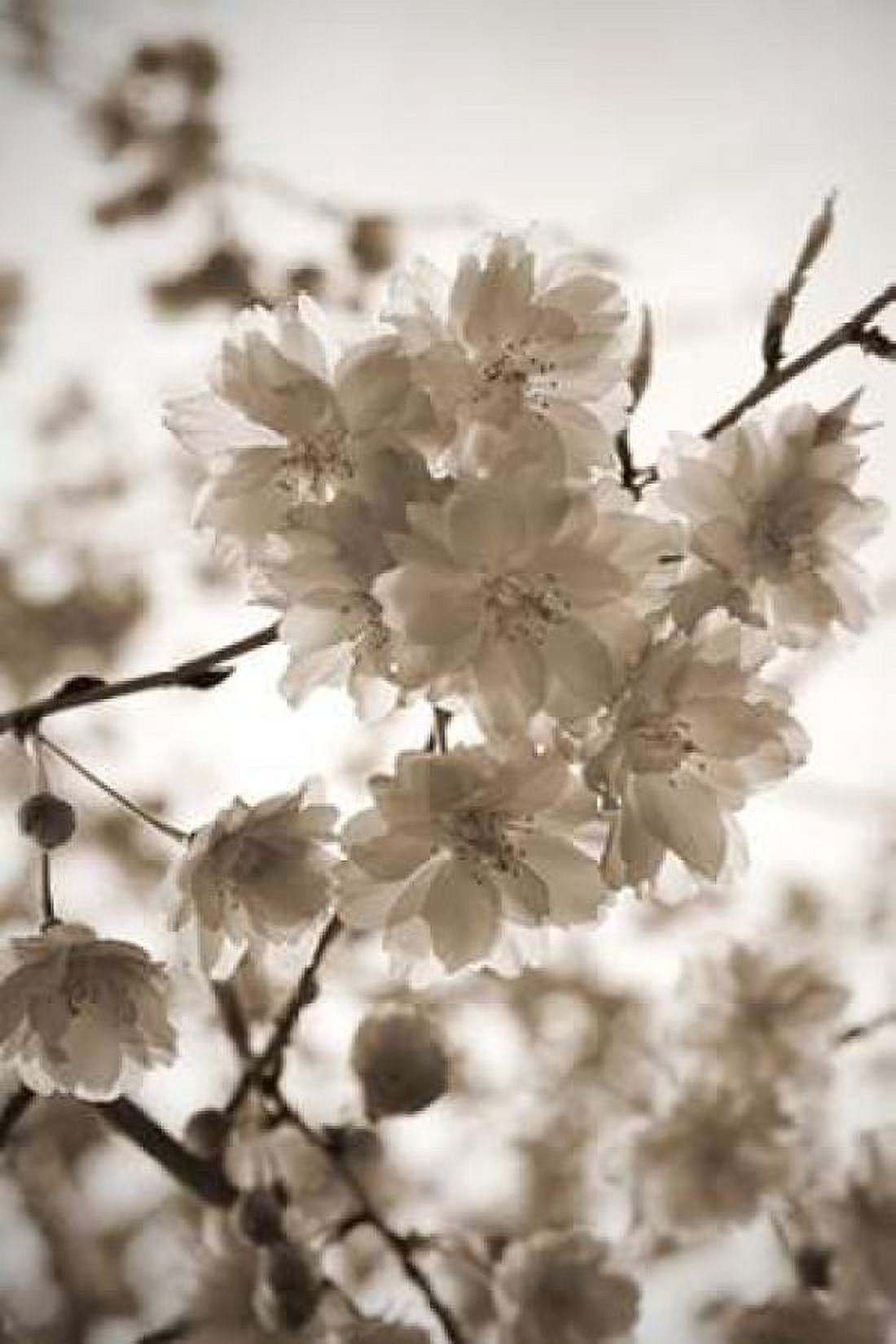 Blossom Twig 1 Canvas Art - Marlana Semenza (12 x 18)