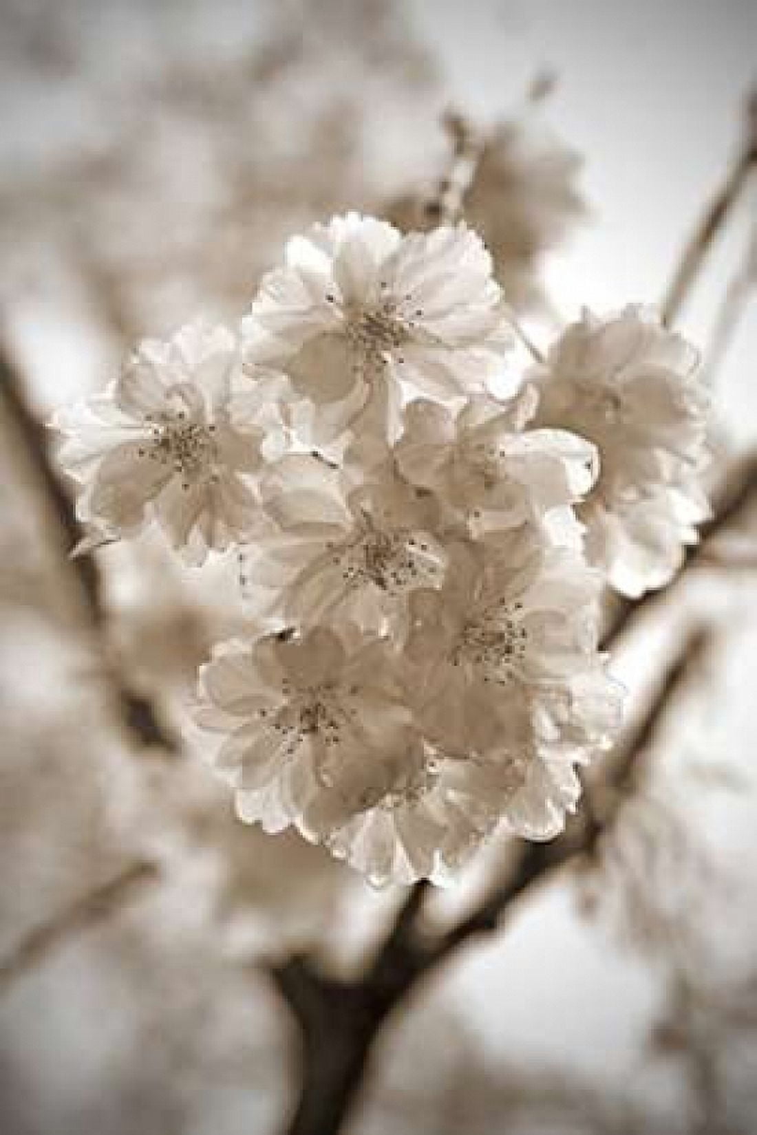 Blossom Twig 2 Canvas Art - Marlana Semenza (12 x 18)